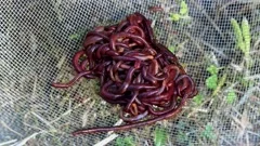 Breeding red worms Dendrobena., Stock Video
