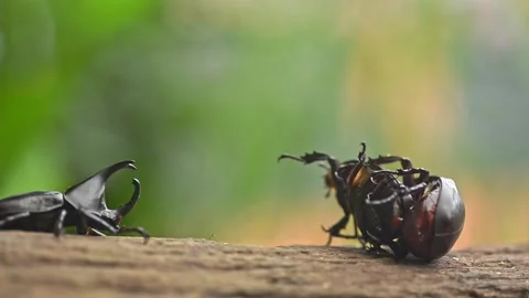 Breeding season, time for mating Stock Footage 160977337