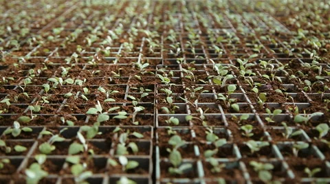 Breeding seedling plants Stock Footage 62637900