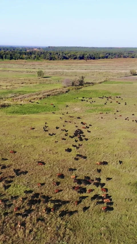 Breeding, selection of cows, bulls. In meadow, on green grassy field, many brown Stock Footage 306461433