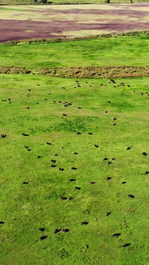 Breeding, selection of cows, bulls. In meadow, on green grassy field, many brown Stock-Footage 313343815