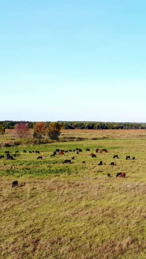 Breeding, selection of cows, bulls. In meadow, on green grassy field, many brown Video stock 314323058