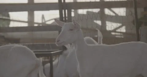 Breeding Sheep. Close up Stock Footage 171477016