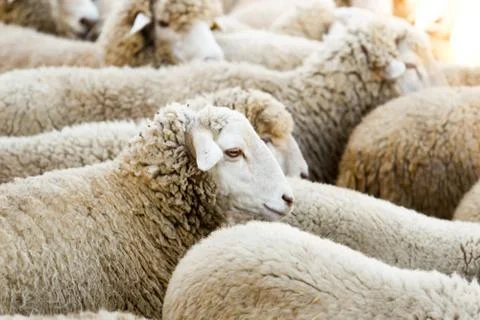 Breeding of sheep in a farm. Stock Photos