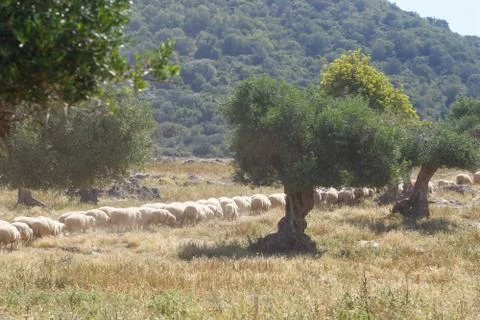 Breeding of sheep in a farm. Stock Photos