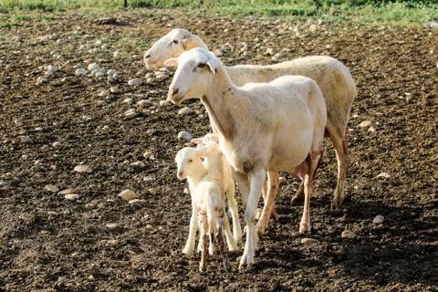 Breeding of sheep in a farm. Stock Photos