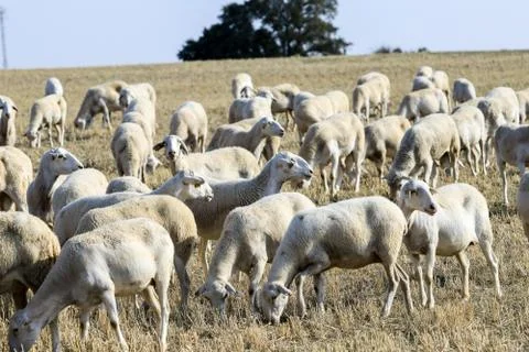 Breeding of sheep in a farm. Stock Photos