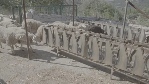 Breeding Sheep. 動画素材 170775331