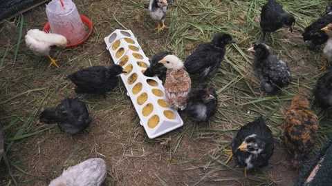 Breeding Of Small Chickens Stockbeeldmateriaal 248520236