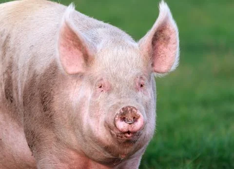 Breeding sow with a nose ring Stock Photos