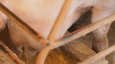 Breeding sows eating feed closeup 库存影片 91109944
