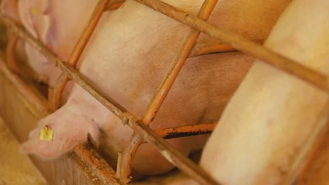 Breeding sows eating feed Video stock 91109911