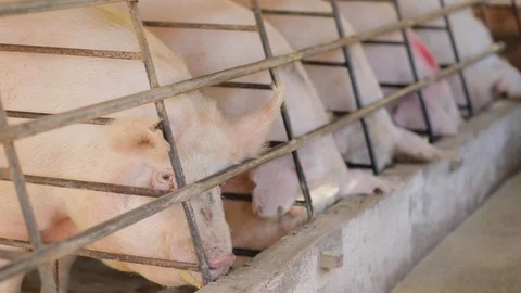 Breeding sows Stock-Footage 91110694