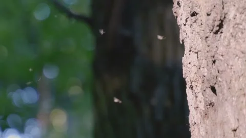 Breeding in Spring Swarming Gnats Insects Flies. Stock Footage 105967871