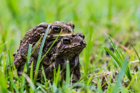 Breeding of toad Foto stock