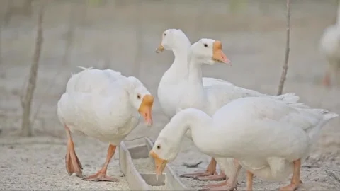 Breeding of various animals Stock Footage 235111137