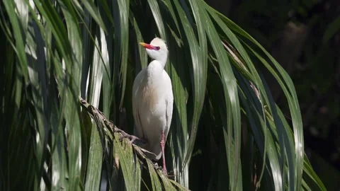Breeding Western Cattle Egret (Ardea ibis) Looking at Camera and Raising Stock-Footage 339511280