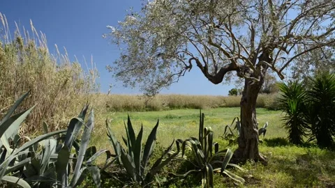 Breeze and spring sun Stock Footage 152237134