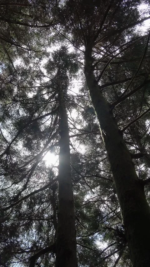 The breeze and sunlight in the forest. Stock Footage 340469421