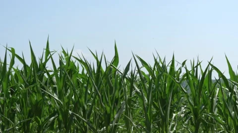 Breeze Blowing Corn Plants, Blue Sky In Background, Tranquil Nature Stock Footage 137354885