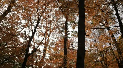 Breeze blowing through brilliant fall forest Stock Footage 12247004