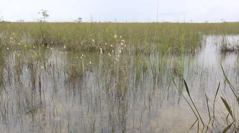 Breeze Blowing Through Marsh Pond Stock Footage 26740452