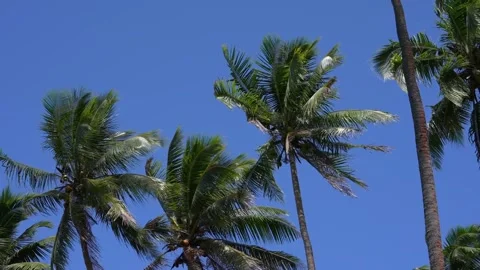 Breeze blowing through tropical palms Stock Footage 249728505