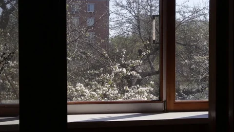 Breeze blows blooming cherry flowers near wooden window Stock Footage 129296026