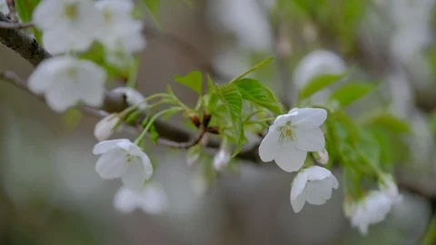 The breeze blows the cherry blossoms on the branches close up shot Stock Footage 109419504