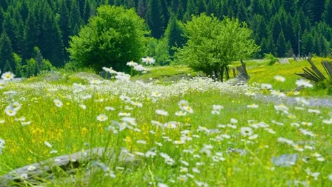 The breeze blows the flowering grass and the bright sunshine Stock Footage 314635525