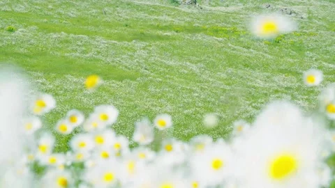 The breeze blows on the green hillside full of daisies and flowers Stock Footage 314635779