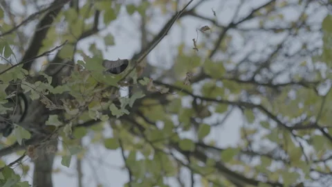 Breeze blows leaf off tree branch in the fall Stock Footage 226428038