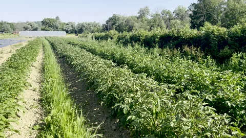Breeze blows rows of green vegetable plants in organic garden with greenhouse 4K Stock Footage 198468805