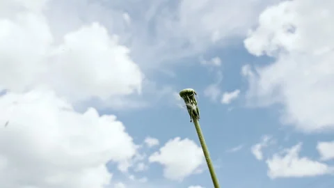 Breeze blows soft white seeds of a dandelion blossom at against the sky. Fluffy Stock-Footage 201592426