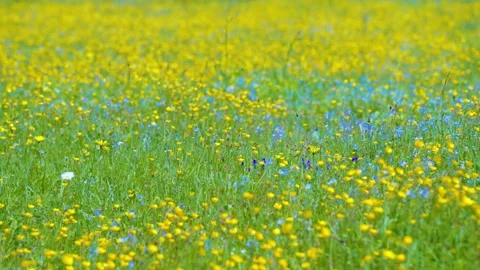 The breeze blows through the flowery meadows Stock Footage 314635702