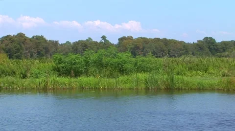 A breeze blows through the grassy South Carolina swamplands on a sunny day. Stock Footage 40684518