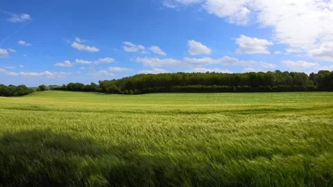 The breeze blows the weeds Stock Footage 242378328