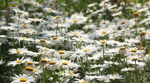 The breeze blows the white blooming Daisy Stock Footage 40183804