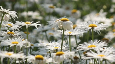 The breeze blows the white daisies close-up Video stock 40189003