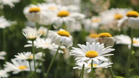 The breeze blows the white daisies close-up Stock Footage 40190117