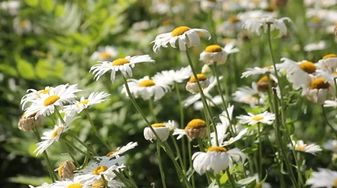 The breeze blows the white daisies close-up Video stock 40246493