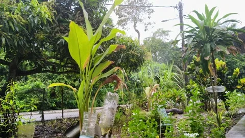 "The Breeze Caressing the Trees" Stock Footage 297552505