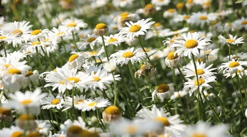 Breeze dense small white daisies in full bloom Stock Footage 40246398
