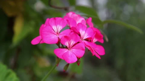 Breeze flower 스톡 동영상 1066112