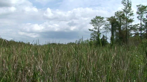 Breeze Stock Footage 534875