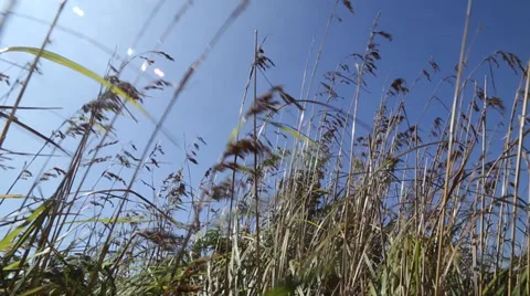 Breeze 스톡 동영상 35066352