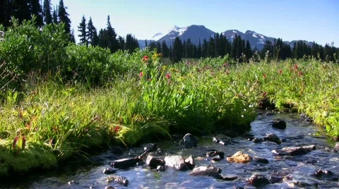 Breeze at Garibaldi meadows Stock Footage 739253