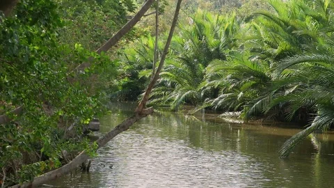 Breeze gently blowing through creek and lush Nipa palm grove. Stock Footage 107174403