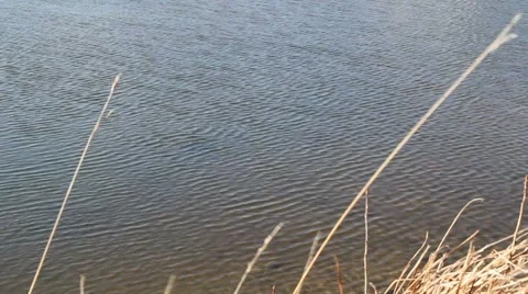 Breeze on a icy pond Stock Footage 1002508