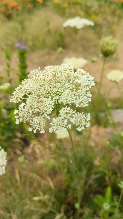 Breeze lacy on a warm day Stock Footage 300878205